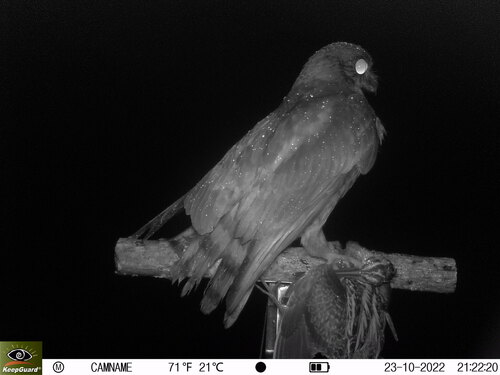 Ninoxe boréale (Ninox japonica)