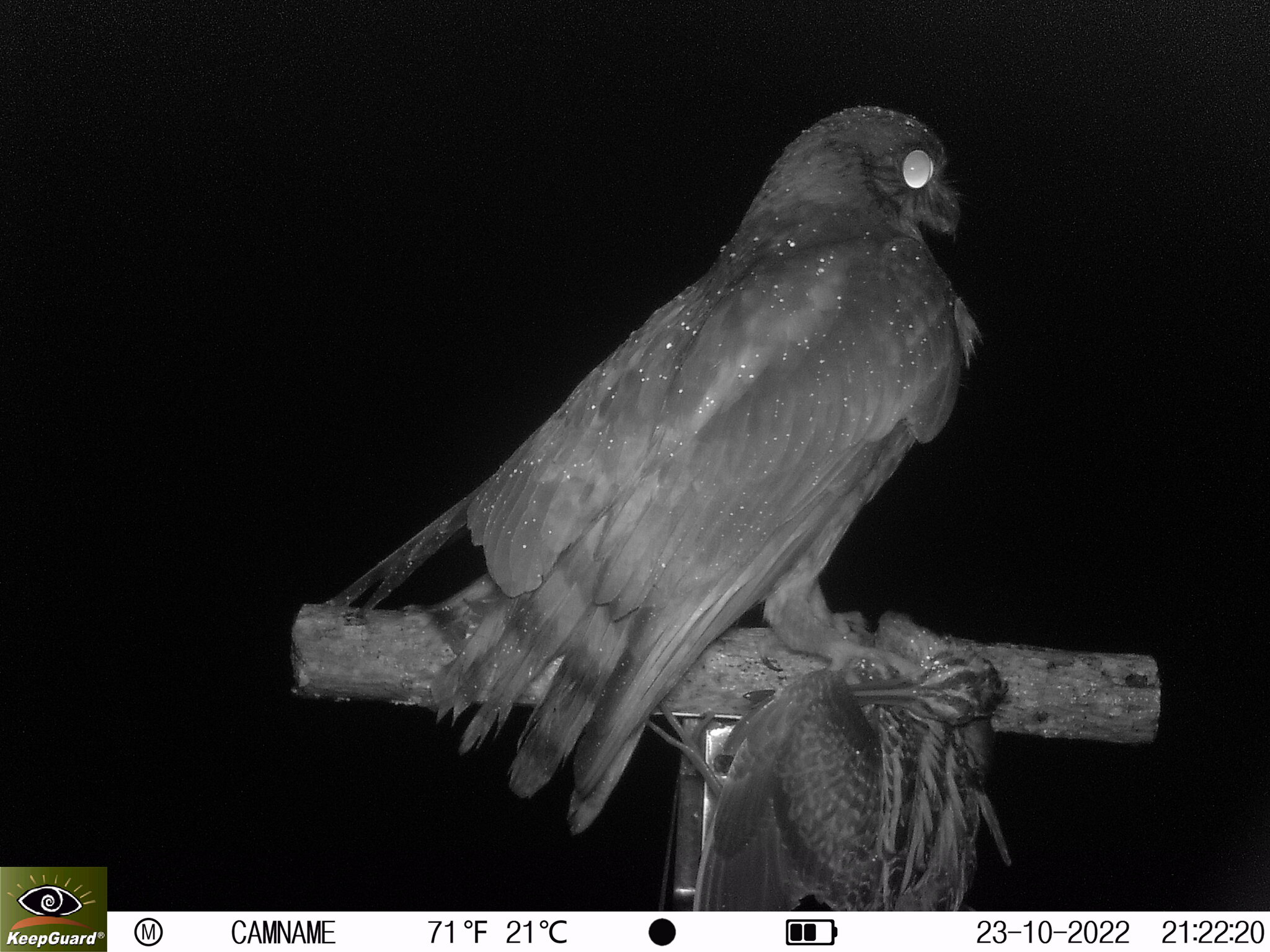 Northern Boobook (Ninox japonica)