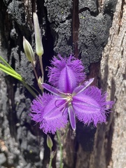 Thysanotus tuberosus
