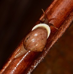 Helicinidae