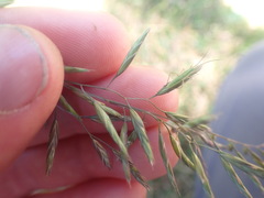 Festuca rubra