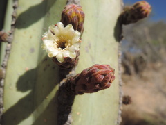 Lophocereus marginatus