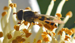 Syrphus knabi
