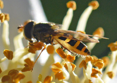 Syrphus knabi