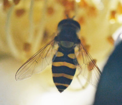 Syrphus knabi