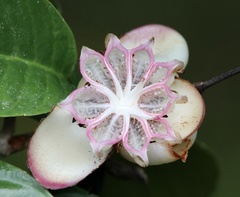 Dillenia suffruticosa