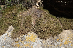 Selaginella sanguinolenta