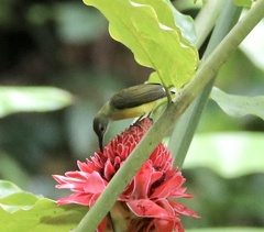 Arachnothera longirostra