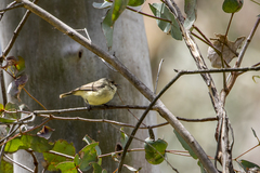 Acanthiza reguloides