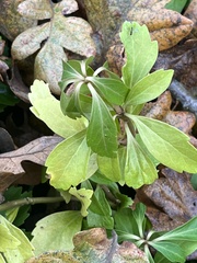 Pachysandra
