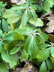 Pachysandra