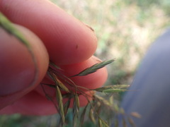 Festuca rubra