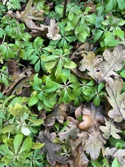 Pachysandra
