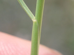 Festuca rubra