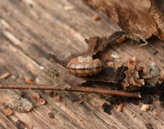 Eurymerodesmus