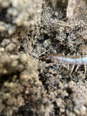 Lithobiidae