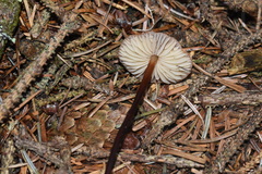 Marasmius plicatulus