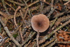 Marasmius plicatulus