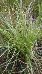 Microseris scapigera