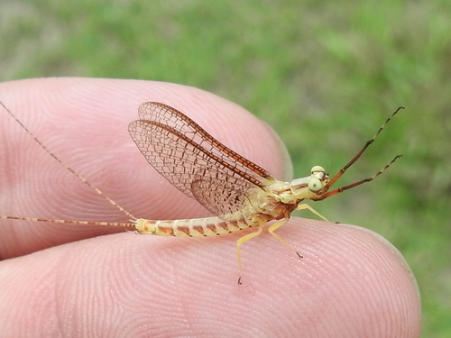 Giant mayfly