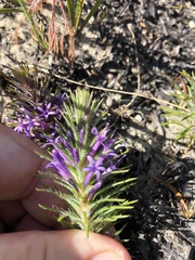 Merciera azurea