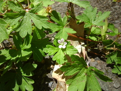 Geranium homeanum