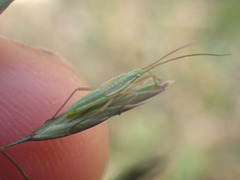 Festuca rubra
