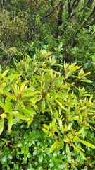 Elaeocarpus dentatus