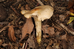 Tricholoma odorum