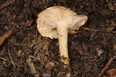Tricholoma odorum