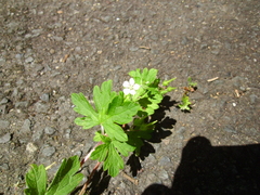 Geranium homeanum