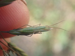 Megaloceroea recticornis