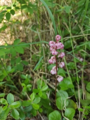 Pyrola asarifolia incarnata