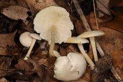 Leucocybe candicans