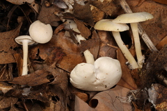 Leucocybe candicans