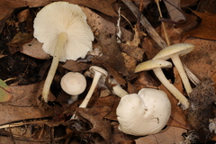 Leucocybe candicans