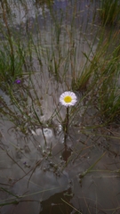 Allittia cardiocarpa