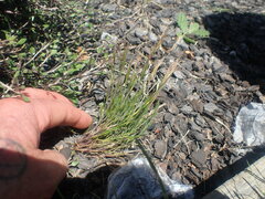 Festuca bromoides