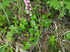 Pyrola asarifolia incarnata
