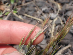 Festuca bromoides