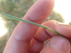 Festuca rubra