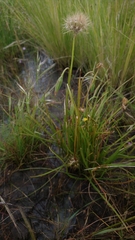 Microseris scapigera