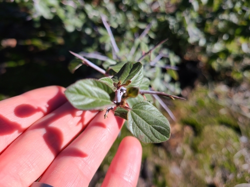 Coast Whitethorn foliage