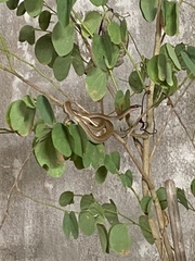 Mastigodryas melanolomus