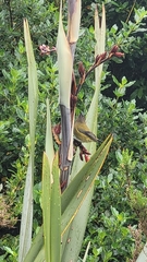 Anthornis melanura melanura