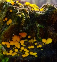 Calycina claroflava