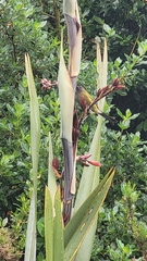 Anthornis melanura melanura