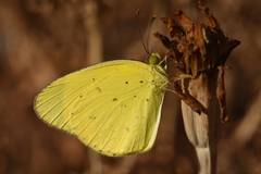 Eurema smilax