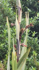 Anthornis melanura melanura
