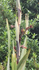 Anthornis melanura melanura